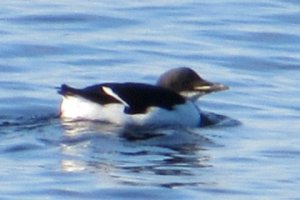 Thick-billed Murre at Port George on Jan. 18, 2019 - Larry Neily